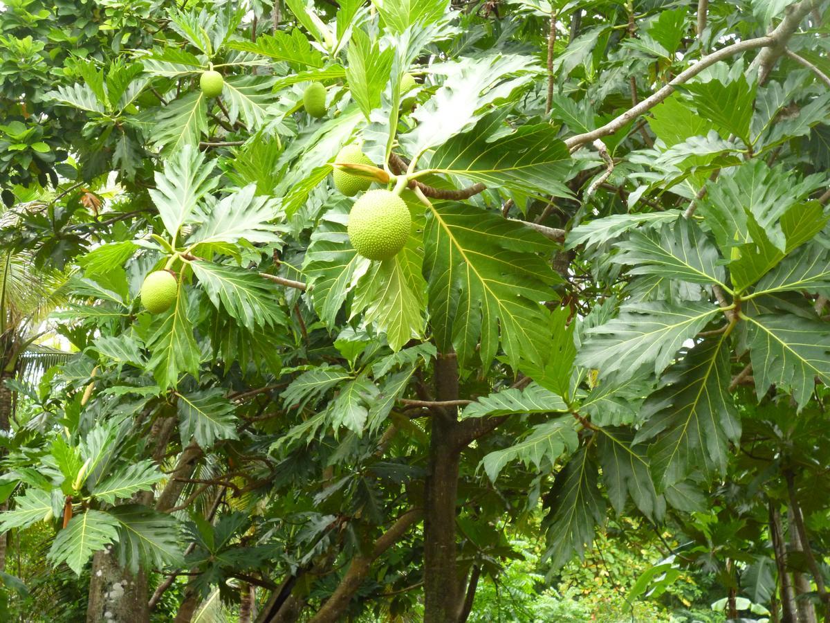 Posada Nativa Miss Casira San Andres  Luaran gambar
