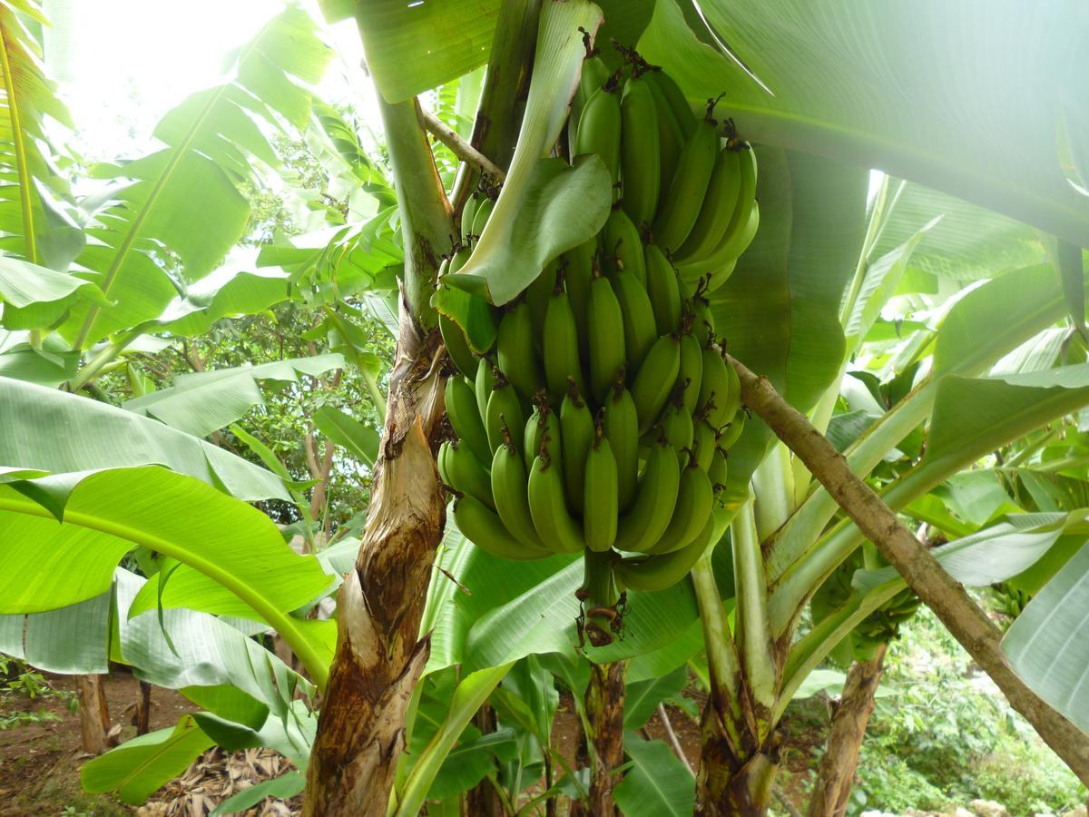 Posada Nativa Miss Casira San Andres  Luaran gambar